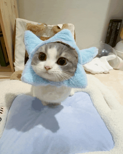 a cat wearing a blue hat is standing on a blanket