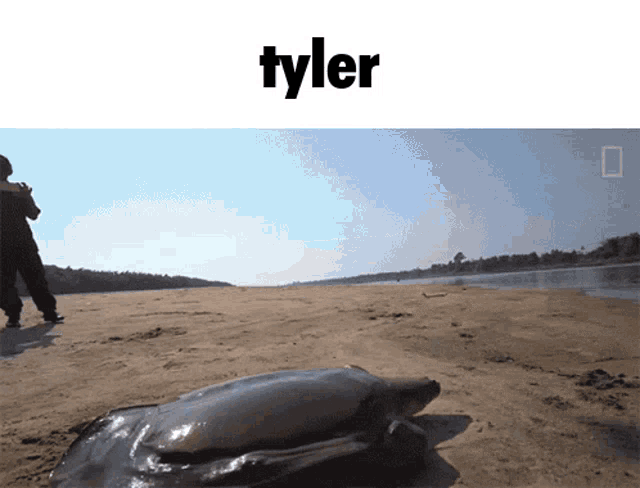 Tyleology Tyler GIF - Tyleology Tyler Turtle GIFs