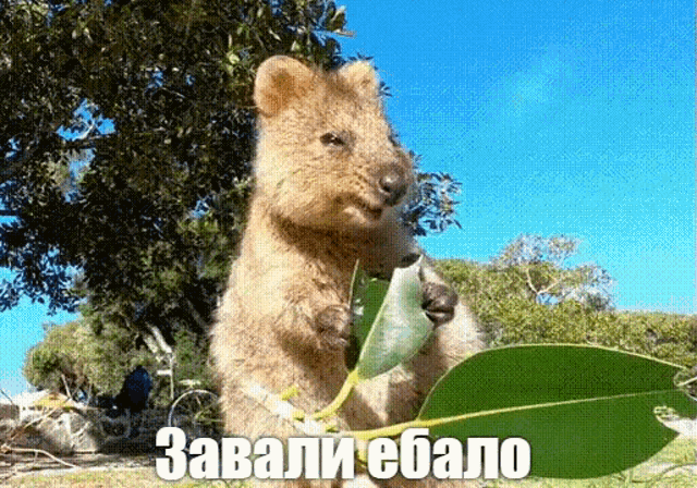 a squirrel is holding a green leaf in its paws with a caption in a foreign language