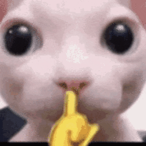 a close up of a cat 's face with a yellow finger in its mouth .