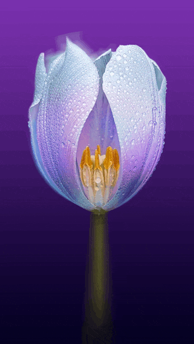 a close up of a purple flower with water drops on the petals