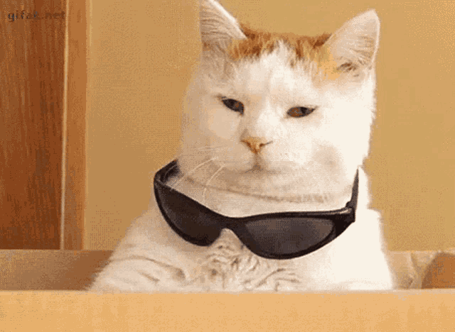 Savage Cat GIF - Savage Cat Deal With It GIFs