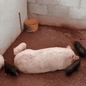 a group of pigs are laying on the ground in a corner of a room .
