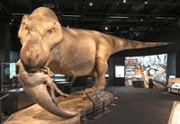 a t-rex dinosaur is on display in a museum with a large horn .