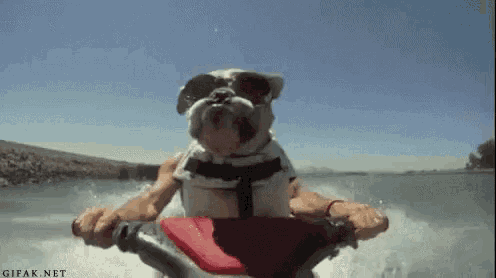 a bulldog wearing sunglasses is riding a jet ski .
