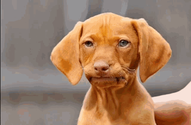 a brown puppy is being held in a person 's hand with the words en serio written on the bottom