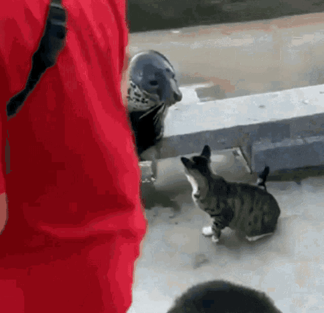Kucing Pukul Animals GIF - Kucing Pukul Animals GIFs