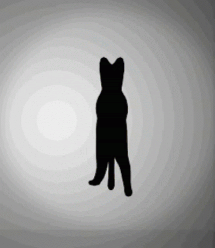 Cat Speen Cat GIF - Cat Speen Cat Cat Spin GIFs