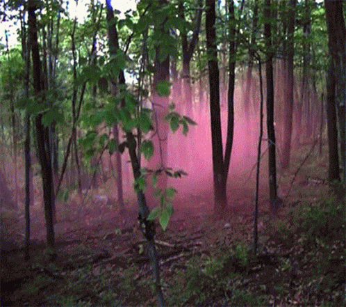 Forest Aesthetic GIF - Forest Aesthetic Trees GIFs