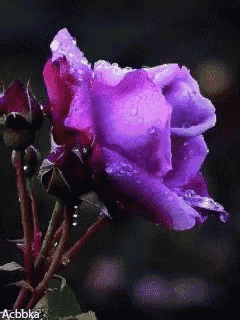 a close up of a purple rose with water drops on it by acbbka