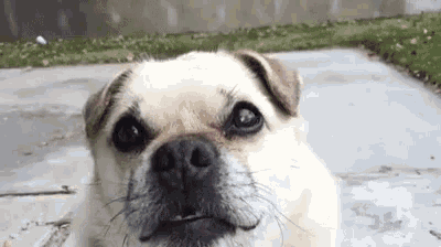 a pug dog is looking at the camera while laying on the ground .