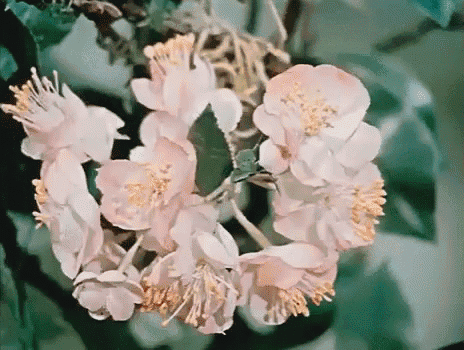 a bunch of pink flowers with yellow centers