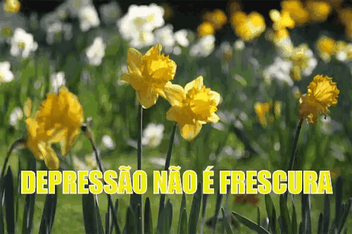 a field of yellow and white flowers with the words " depressao nao e fresca " written in yellow