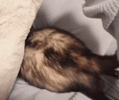 a close up of a cat laying on a bed with a white blanket