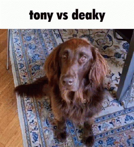 Tony Tony Beto GIF - Tony Tony Beto Deaky GIFs