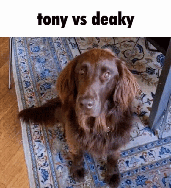 a brown dog is sitting on a rug with the words tony vs deaky below it