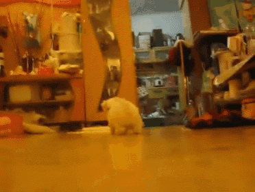 I Love You GIF - Scampering Maltese Puppies GIFs