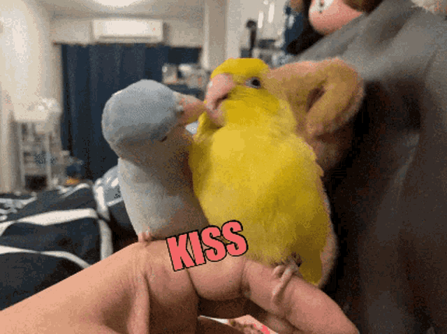 Kiss Kisses GIF - Kiss Kisses Birds GIFs