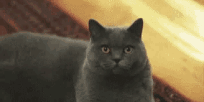 a close up of a gray cat with yellow eyes looking at the camera