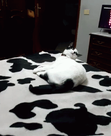 Cat Lying GIF - Cat Lying On GIFs