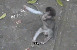 Monkey Hugs GIF - Mon GIFs
