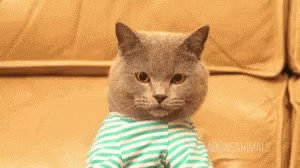 Cat Posting GIF - Cat Posting Mac GIFs