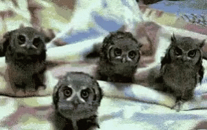 Animals Cute GIF - Animals Cute Owls GIFs