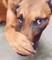 a close up of a brown dog covering its face with its paw .