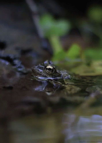 Frog From Http://Headlikeanorange.Tumblr.Com/ GIF - Frog River Stream GIFs