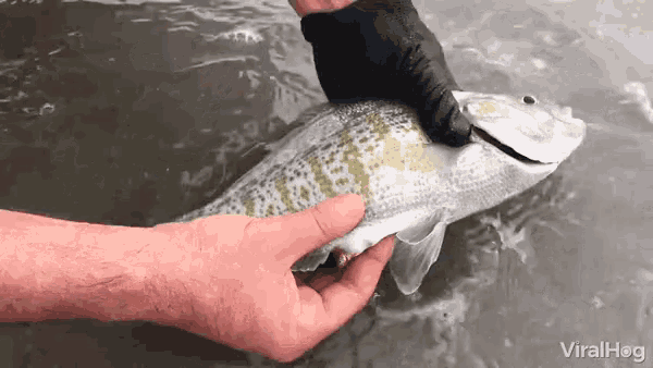 a person is holding a fish in their hands with the words viralhog visible in the corner