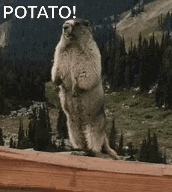 Potato Marmot Screaming Marmot Potato GIF - Potato Marmot Screaming Marmot Potato Potato GIFs