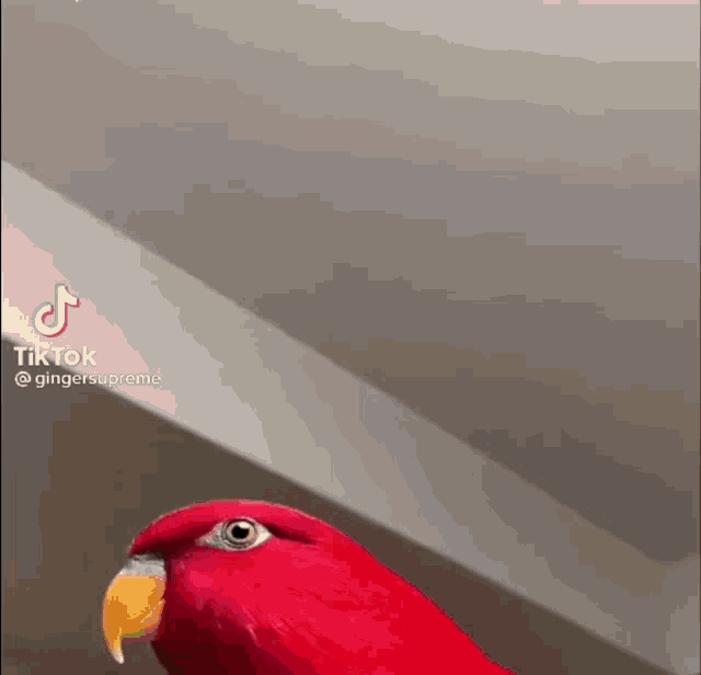 Red Bird GIF - Red Bird GIFs
