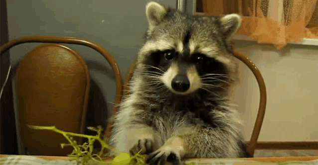 a raccoon sits at a table with a grape on it