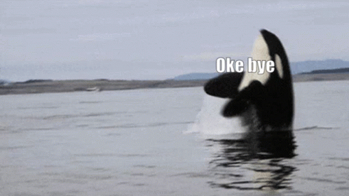 Orca Ok Bye GIF - Orca Ok Bye Ok GIFs