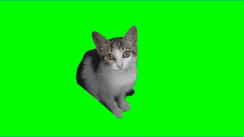 a cat is sitting on a green screen and looking up .