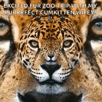 Jaguar Animal GIF - Jaguar Animal Stare GIFs