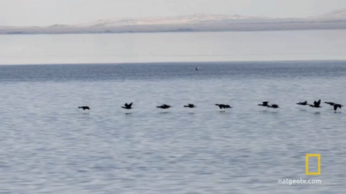 Flock Of Birds World Water Day GIF - Flock Of Birds World Water Day Breakthrough GIFs