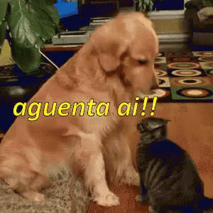 Aguentaai Cachorro Gato GIF - Hang In There Dog Cat GIFs