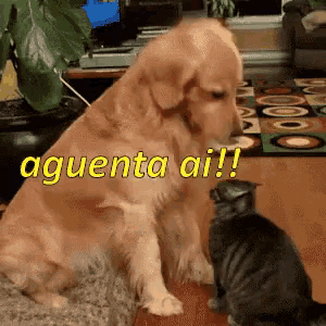 a dog and a cat are looking at each other and the dog says aguenta ai !