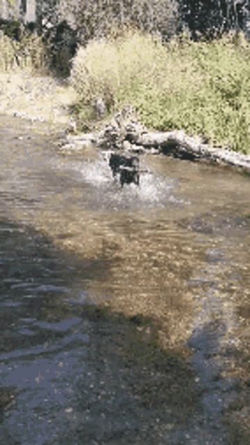 River Dog GIF - River Dog Happy GIFs