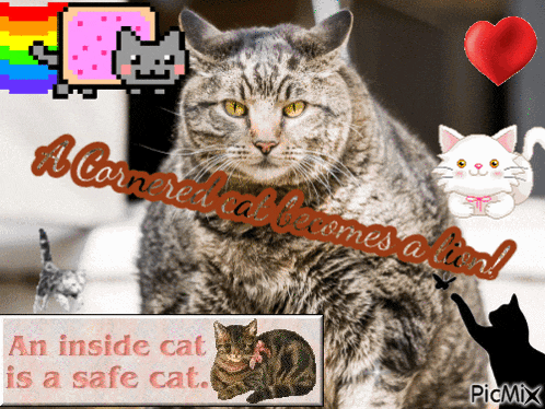 a cornered cat becomes a lion and an inside cat is safe cat