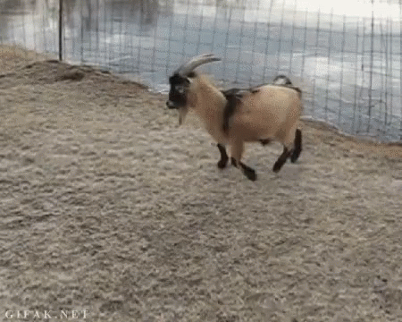 Funny Animals Goat GIF - Funny Animals Goat GIFs