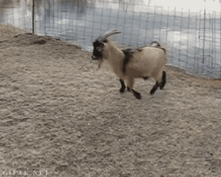 a goat is standing on its hind legs in the snow while a bird is sitting on its back .