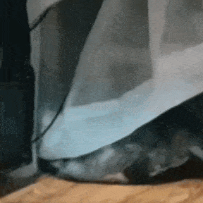 a close up of a person 's foot standing on a wooden floor next to a computer .