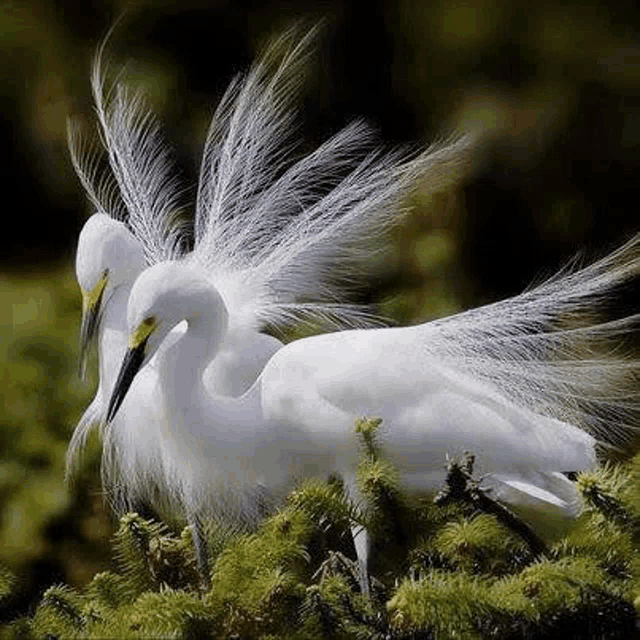 two white birds are standing next to each other on a tree branch .