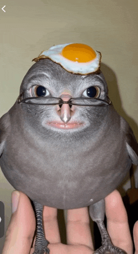 a bird with glasses and a fried egg on it 's head