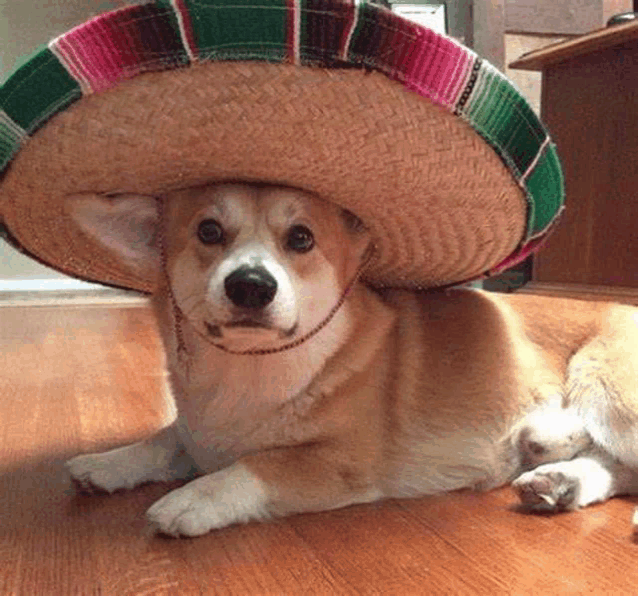 a corgi wearing a sombrero is laying on the floor .