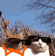 two cats wearing sunglasses are looking over a sign