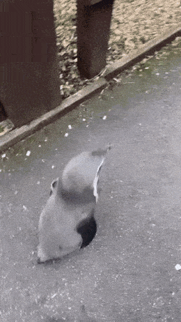 Hoecat Penguin GIF - Hoecat Penguin Love GIFs