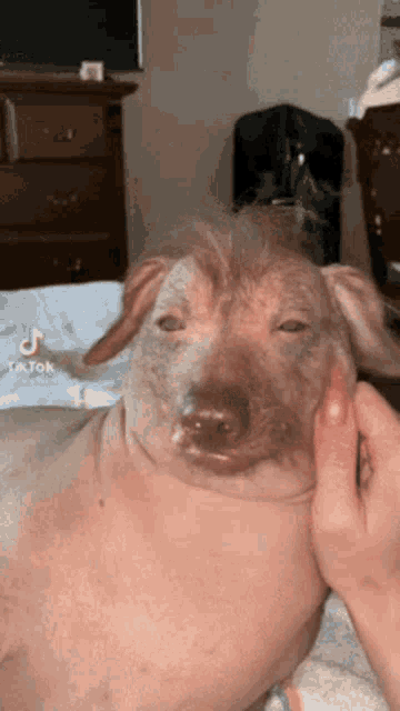 Russian Dog Perro Cerdo GIF - Russian Dog Perro Cerdo Cerdo Perro GIFs